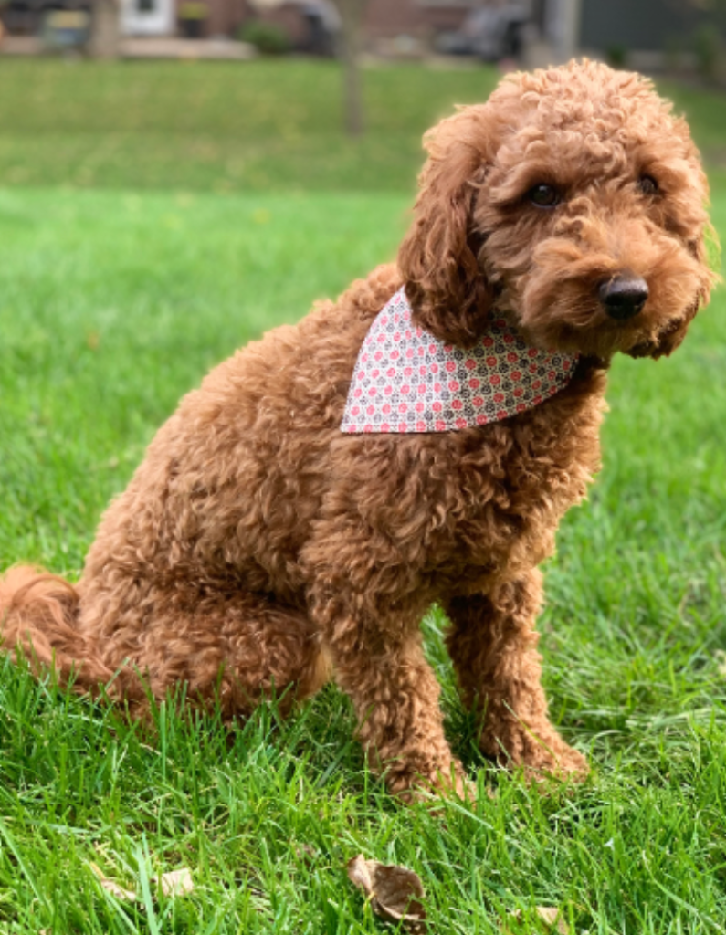 Dog Collar Bandanas