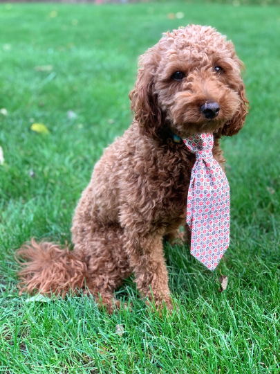 Dog Collar Neckties