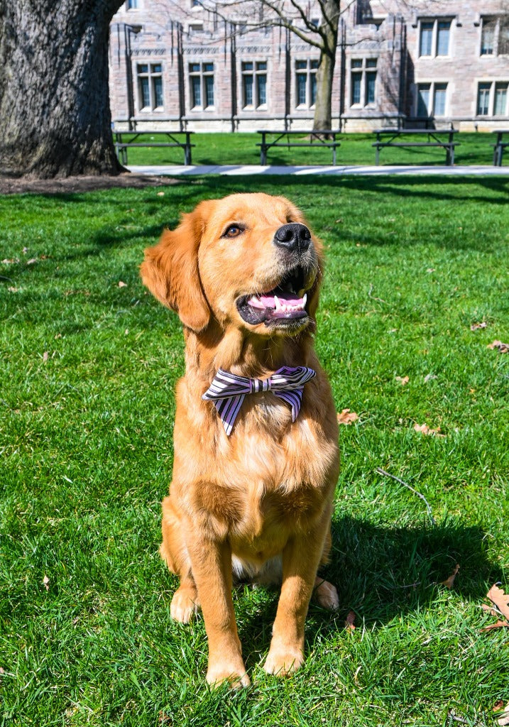 Dog Collar Bows